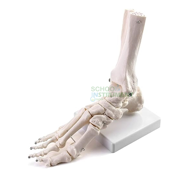 Human Foot Model